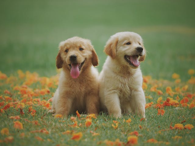 puppies-playing-together