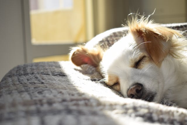 dog-sleeping-on-a-pillow